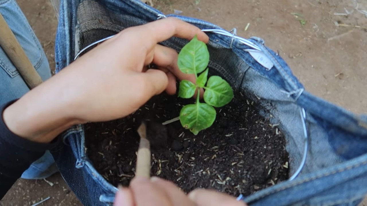 Denim Pepper Growing Hack