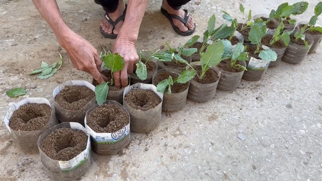 Small space hanging garden