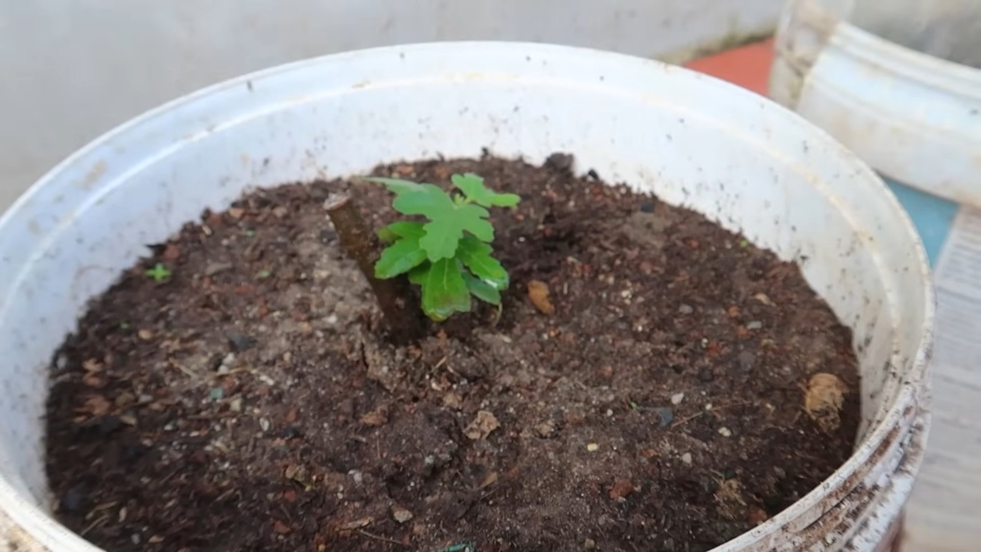 Growing Figs Method