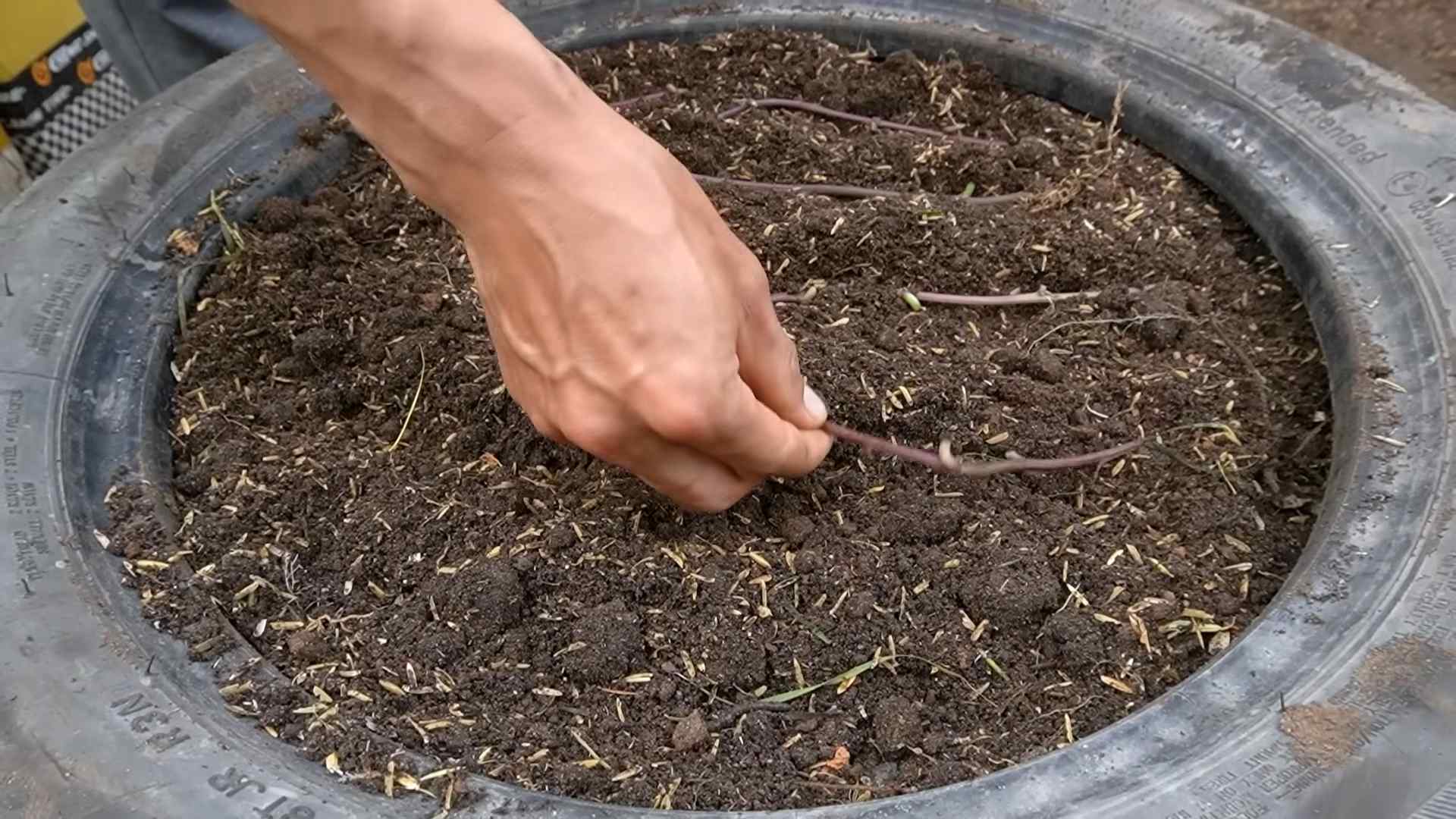 Sweet Potato Growing Guide