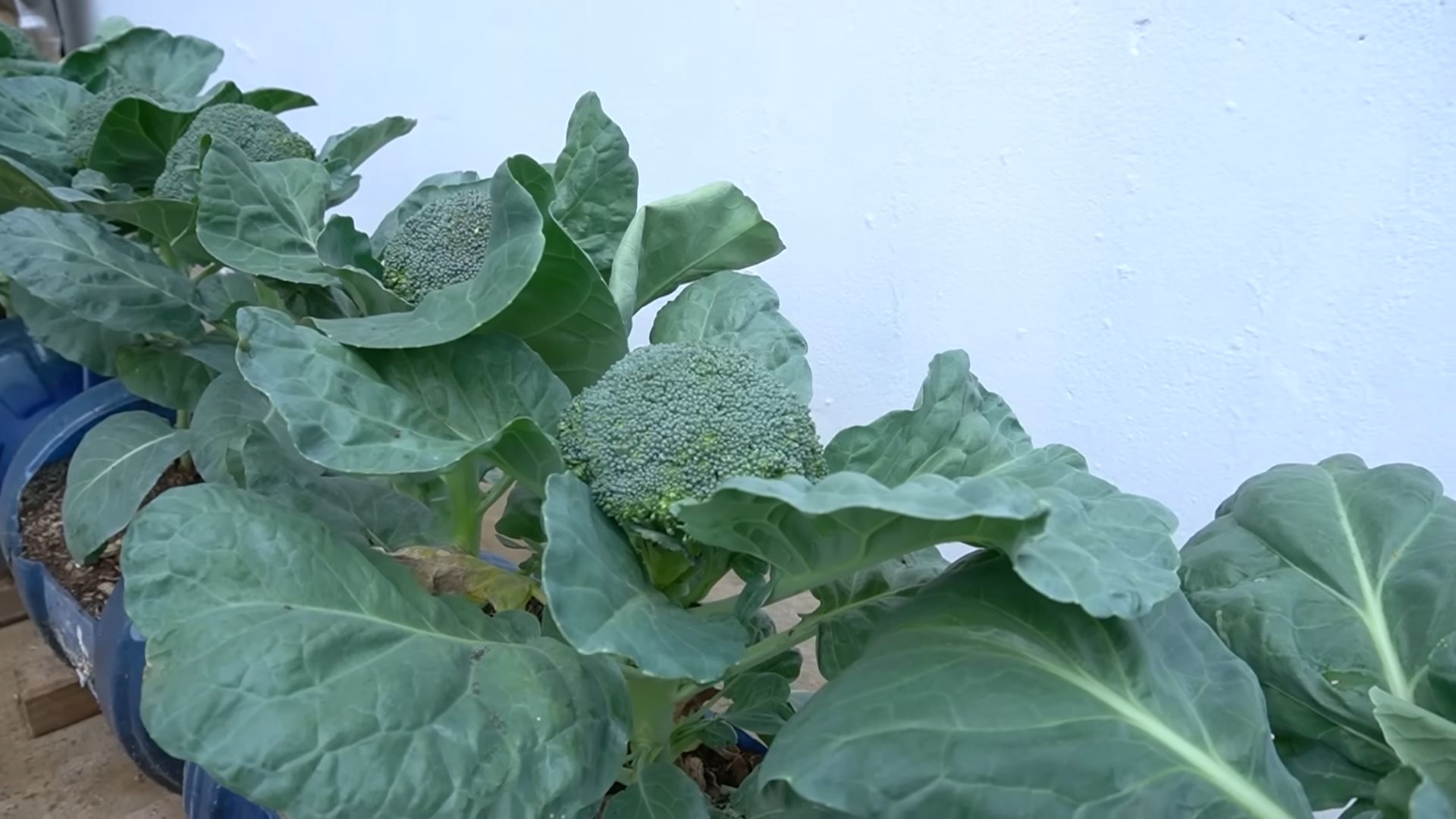 Grow broccoli at home