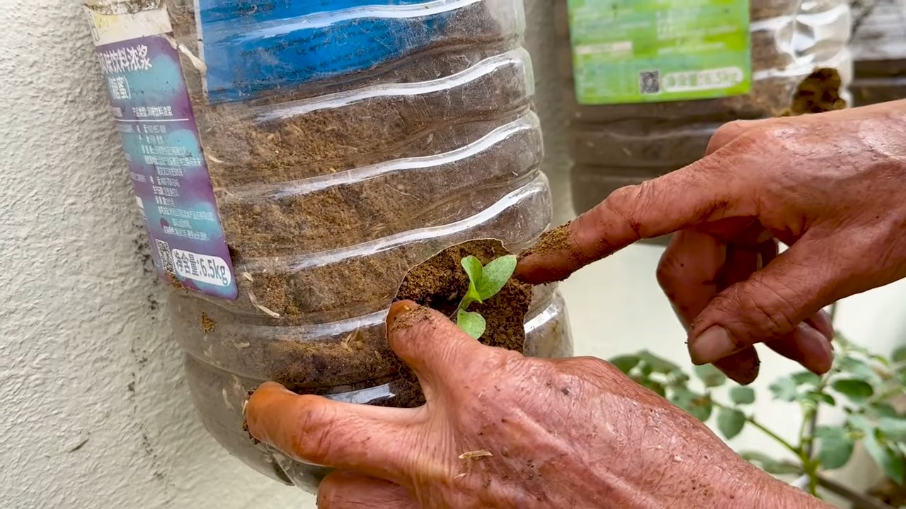 Growing Eggplant Successfully