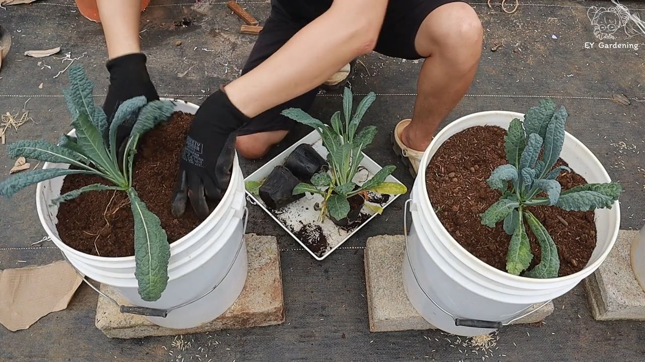 Rooftop kale planter DIY