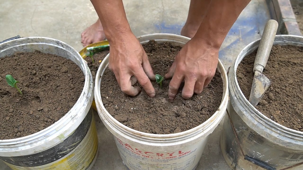 Grow Zucchini in Containers