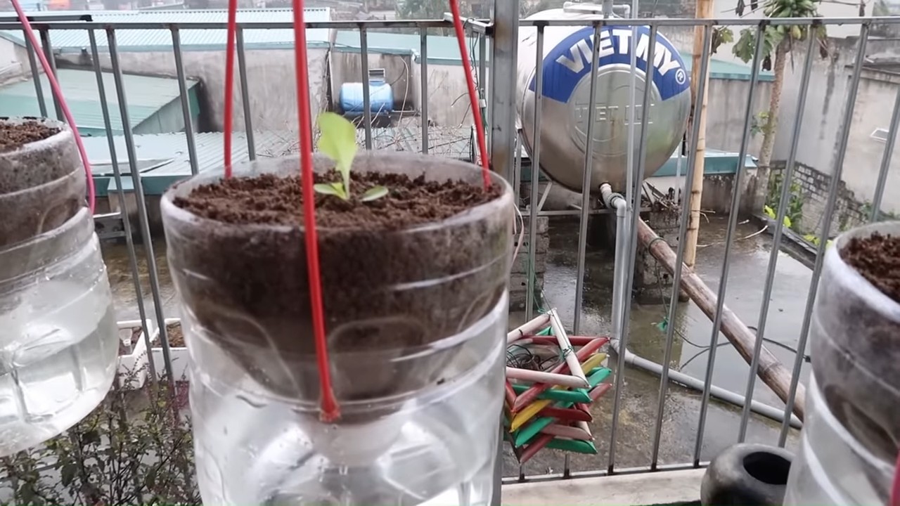 Hanging lettuce garden no watering
