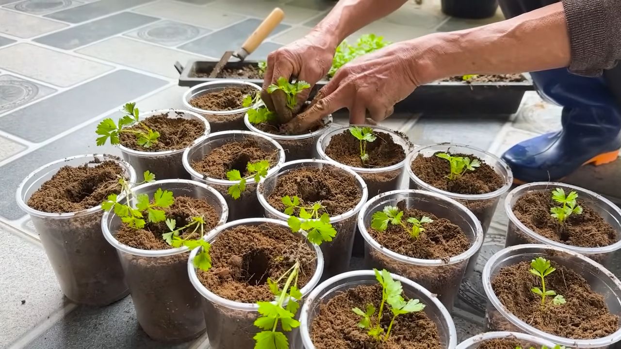 Growing celery hydroponically