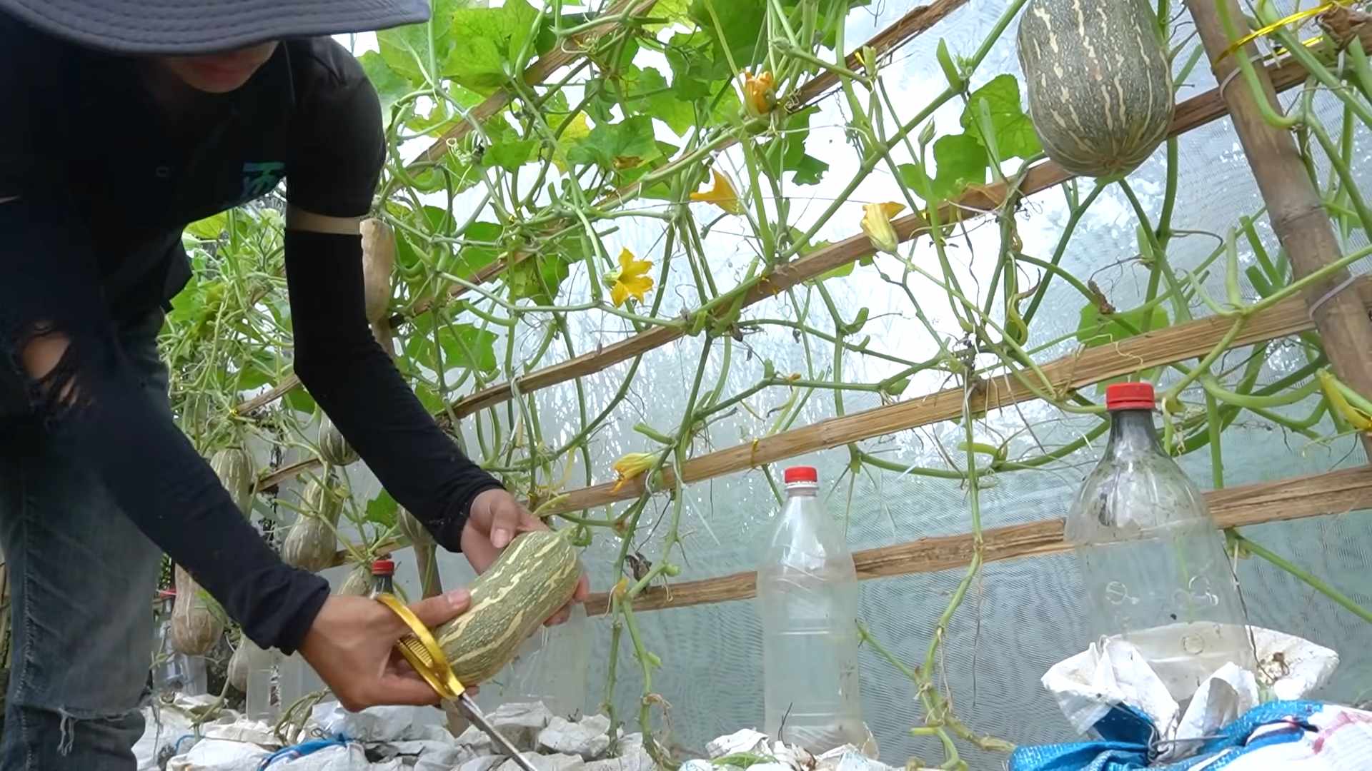 Butternut Squash Growing Hacks