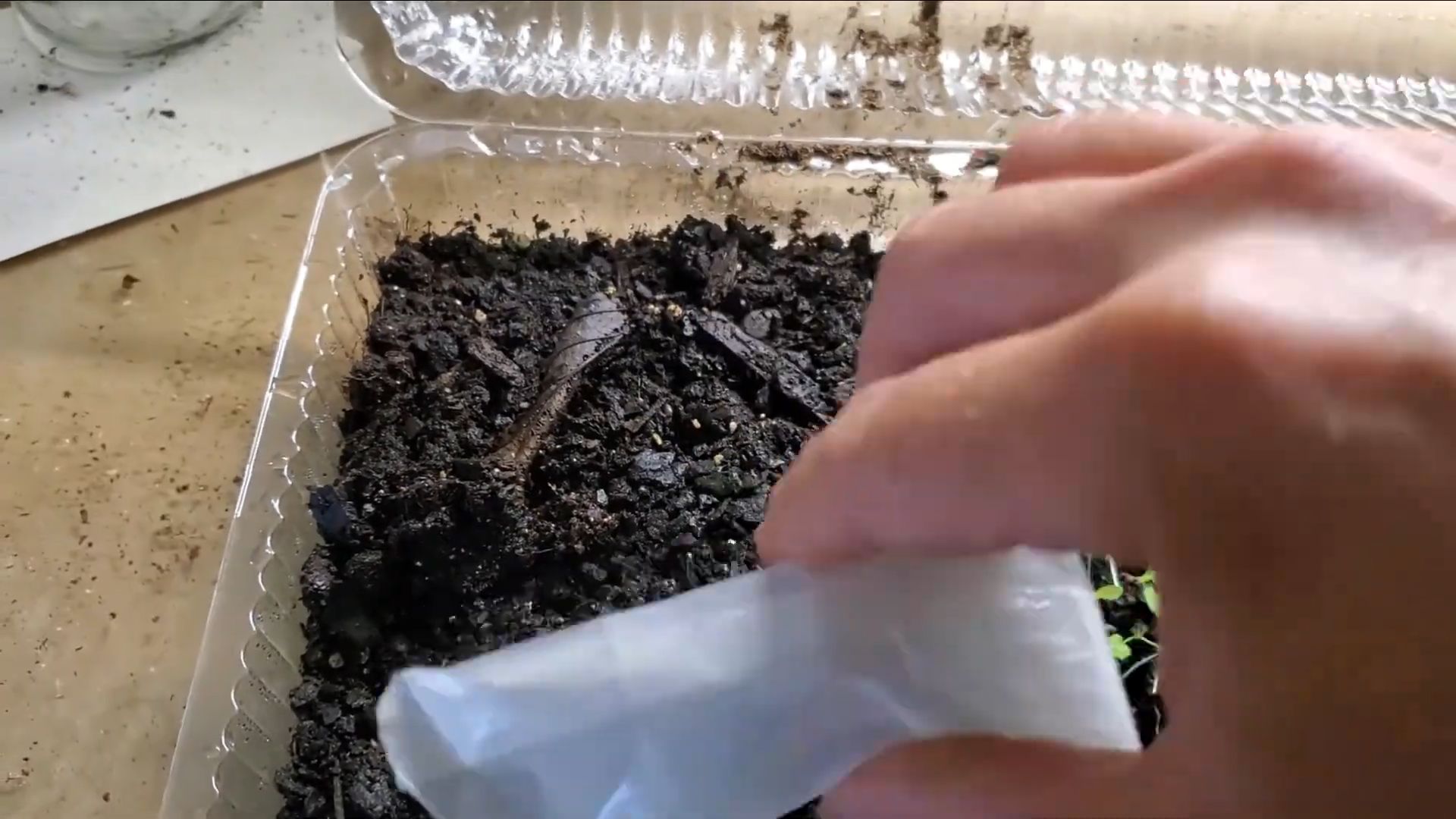 Grow Coral Bells from Seed