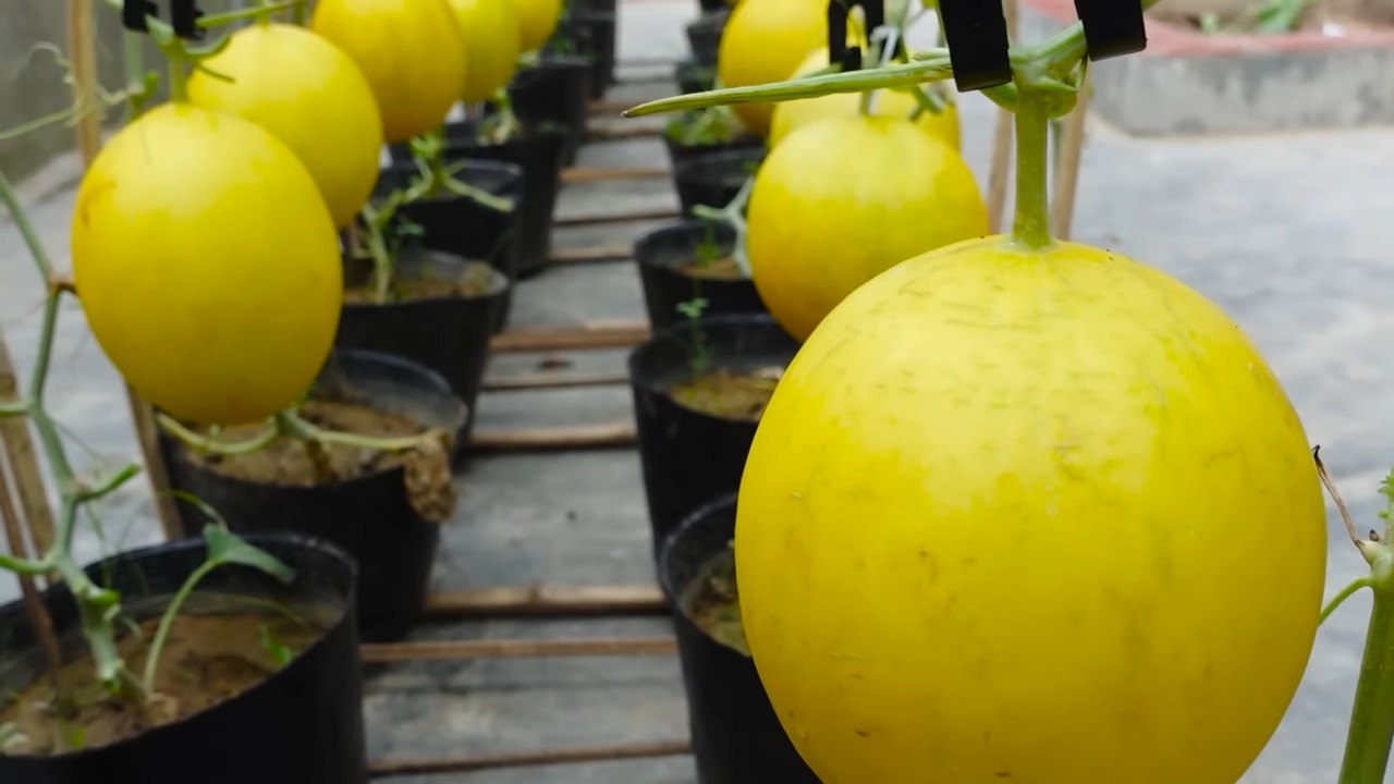 Growing Big Melons at Home