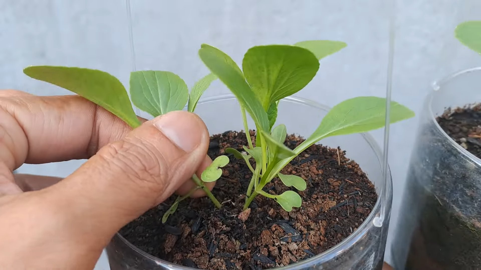 Growing Bok Choy at Home