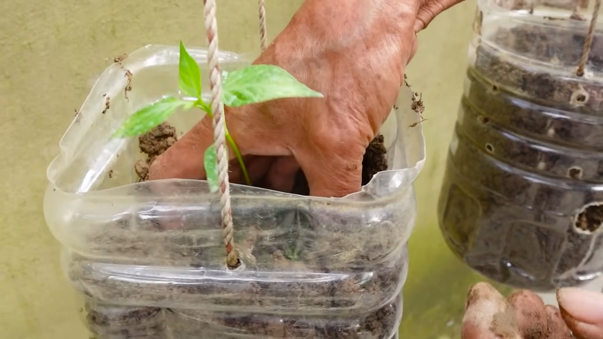 Grow Chili Peppers Anywhere