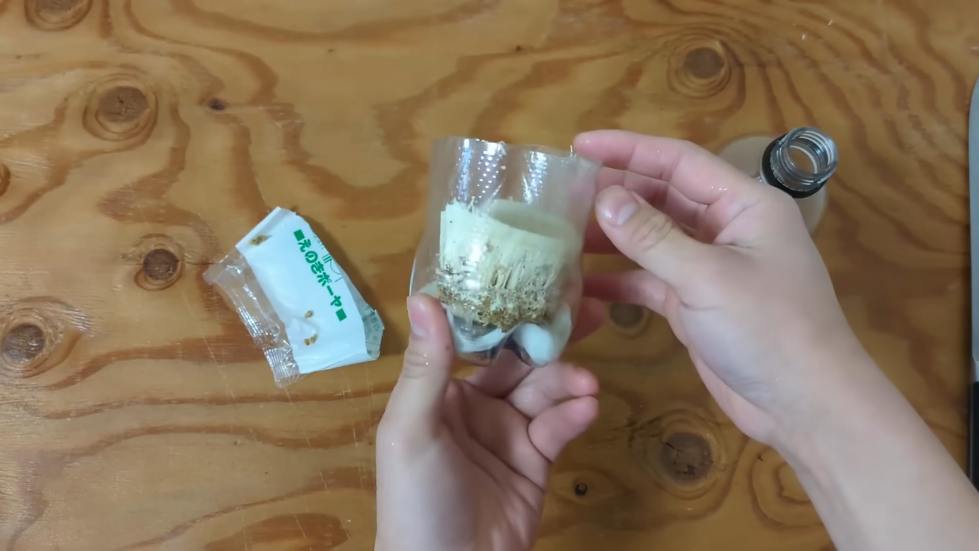 Regrow Enoki Mushrooms Indoors
