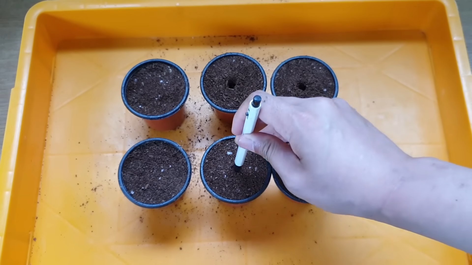 Growing Lemon Trees from Seed