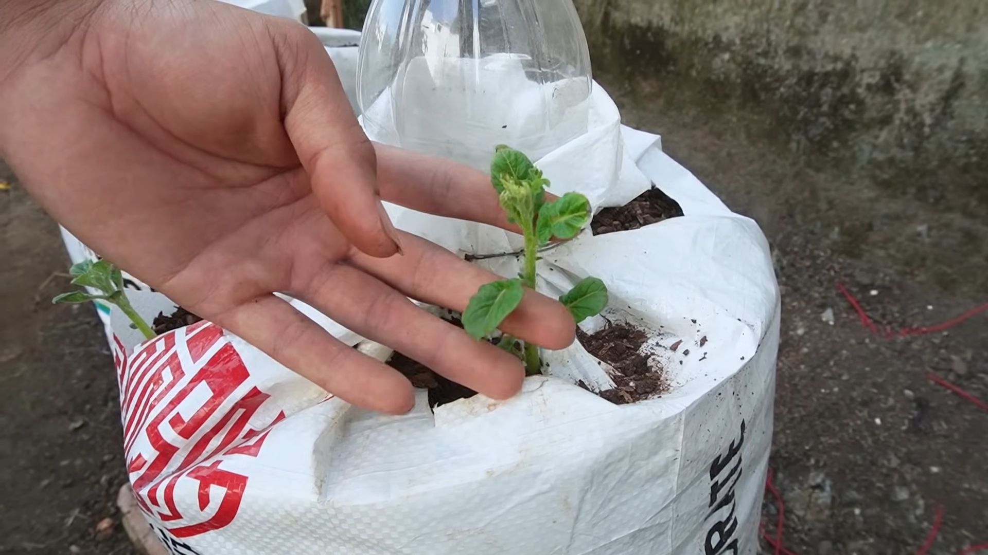 Growing Potatoes in Containers