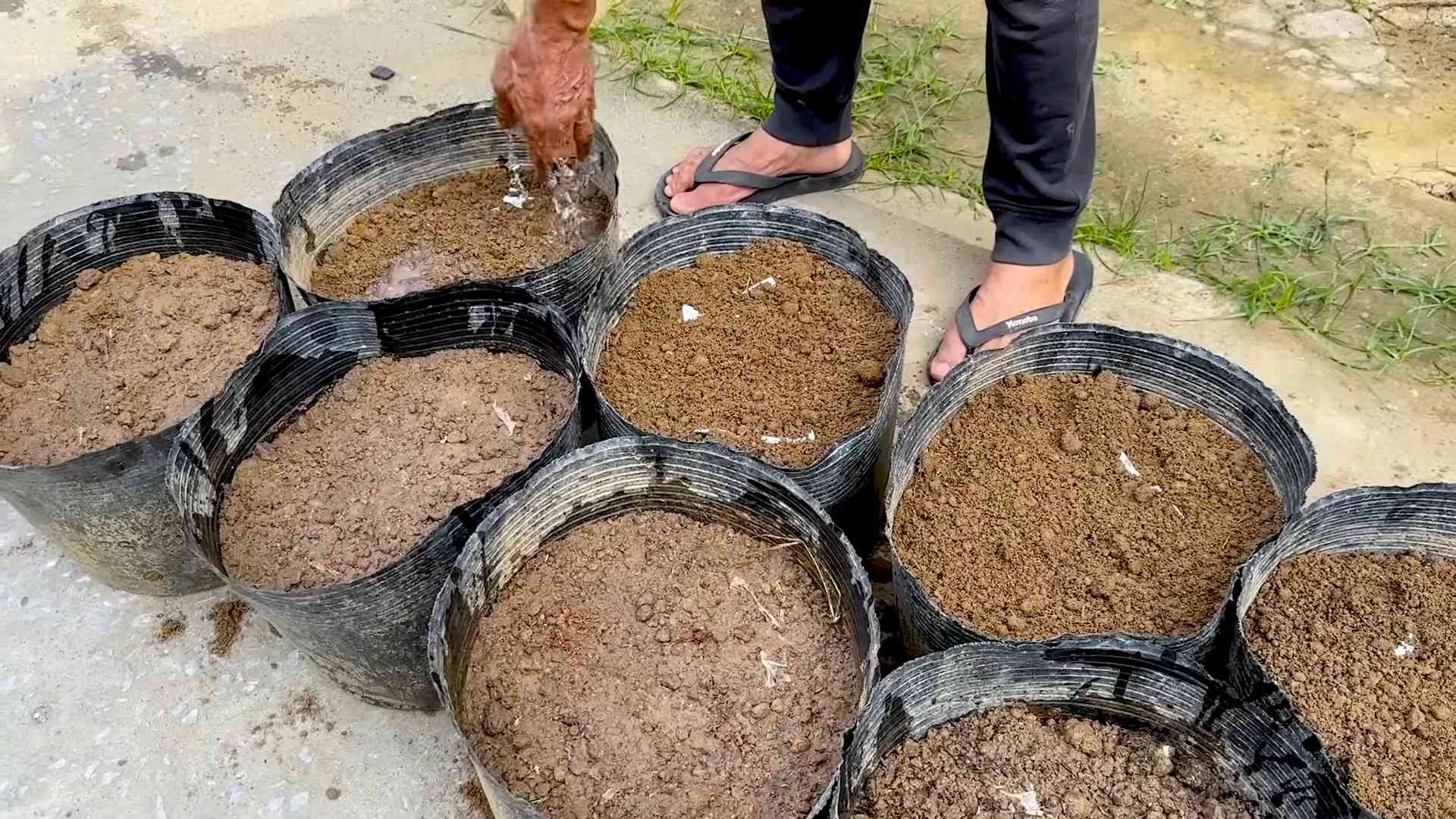 Yardlong Bean Growing Tips