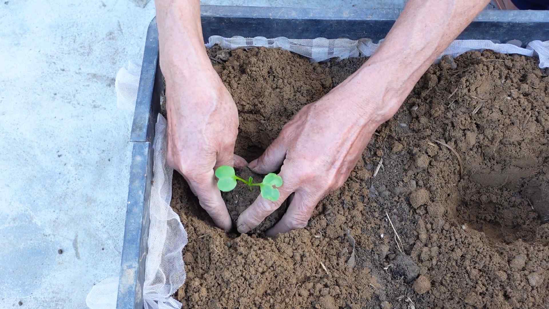 Radish Gardening at Home