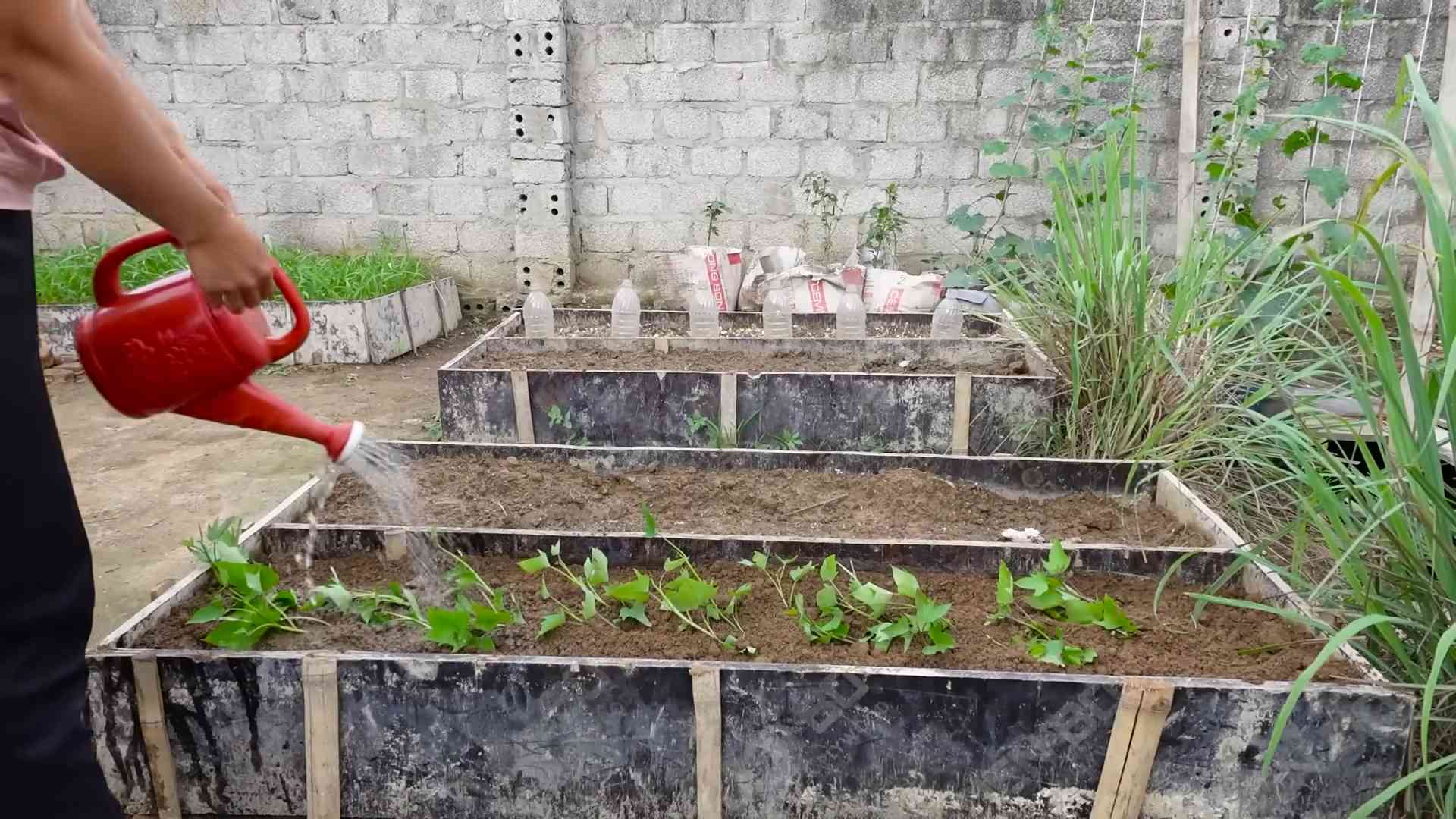 Growing Sweet Potatoes at Home