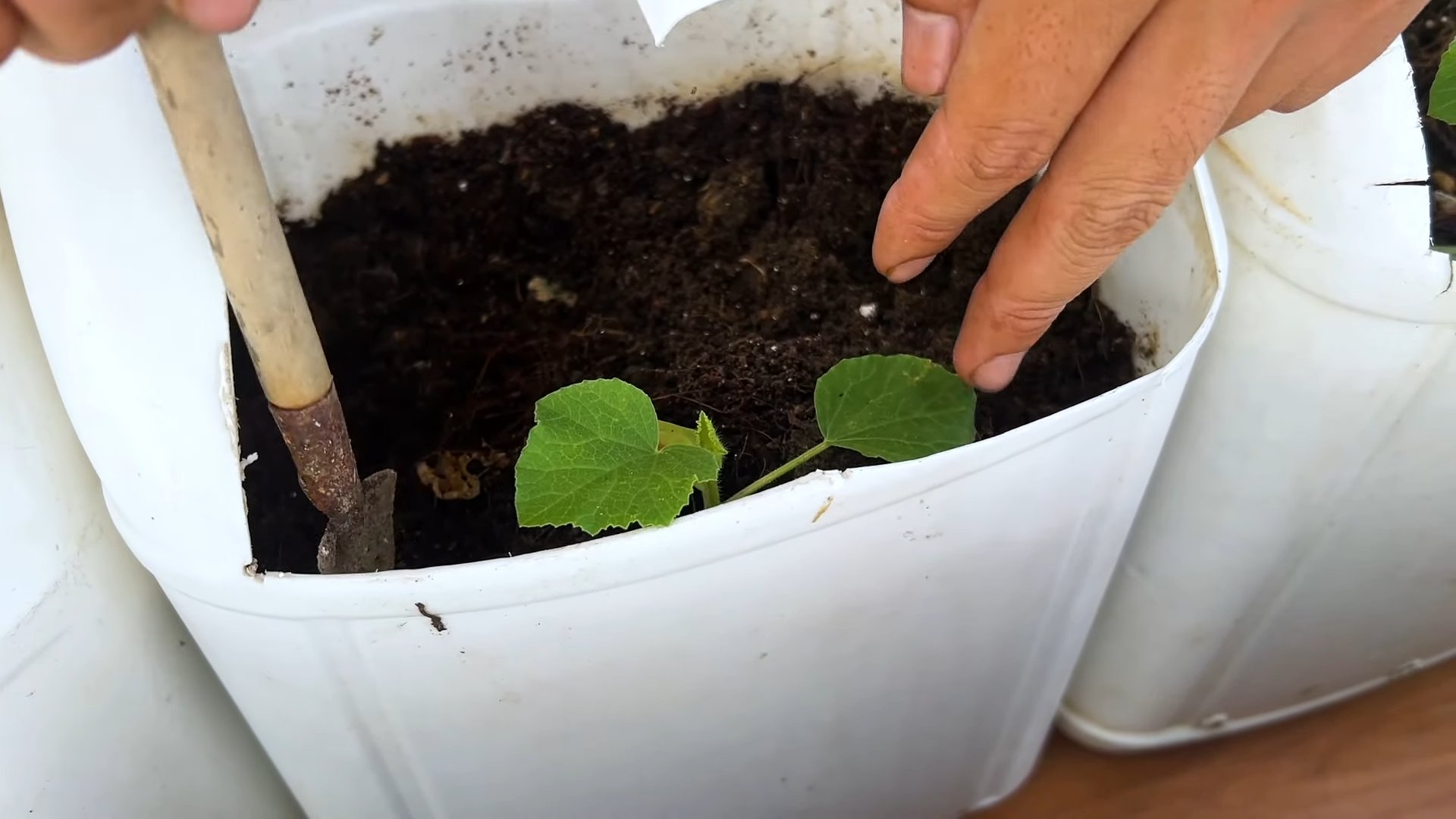 Grow Melons in Containers