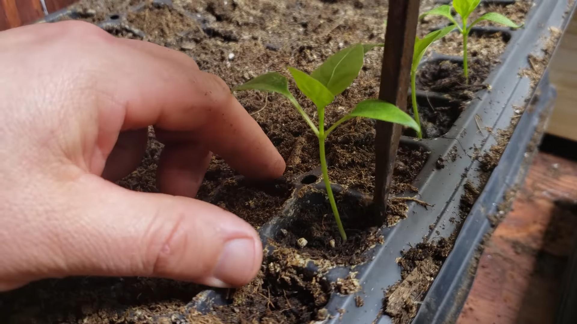 Growing Peppers Small Spaces