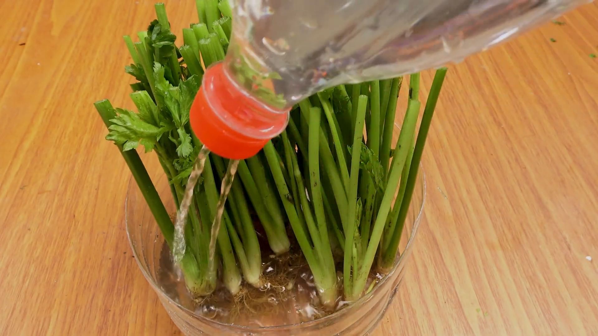 Grow Celery Indoors