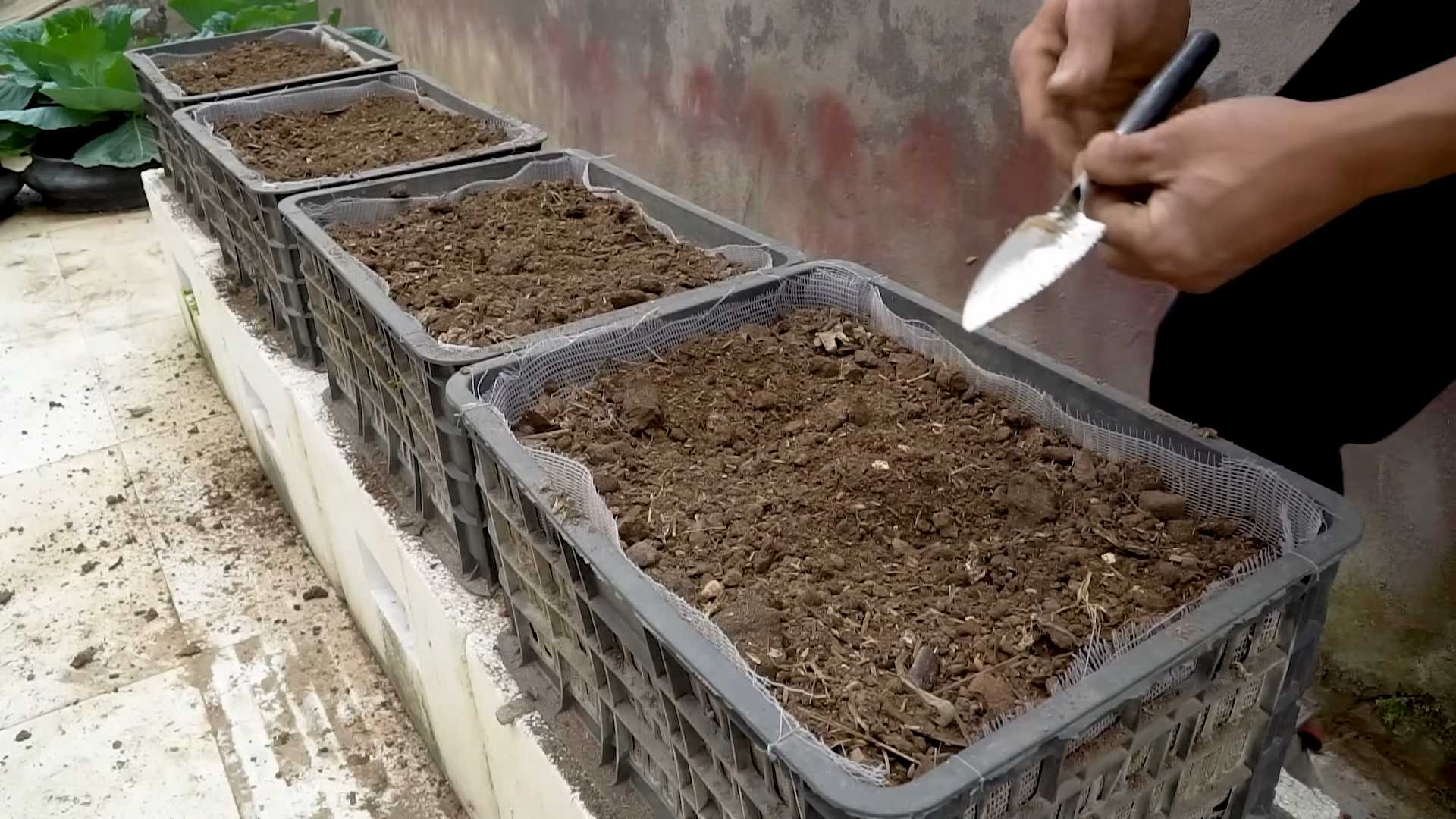 Zucchini garden simple method