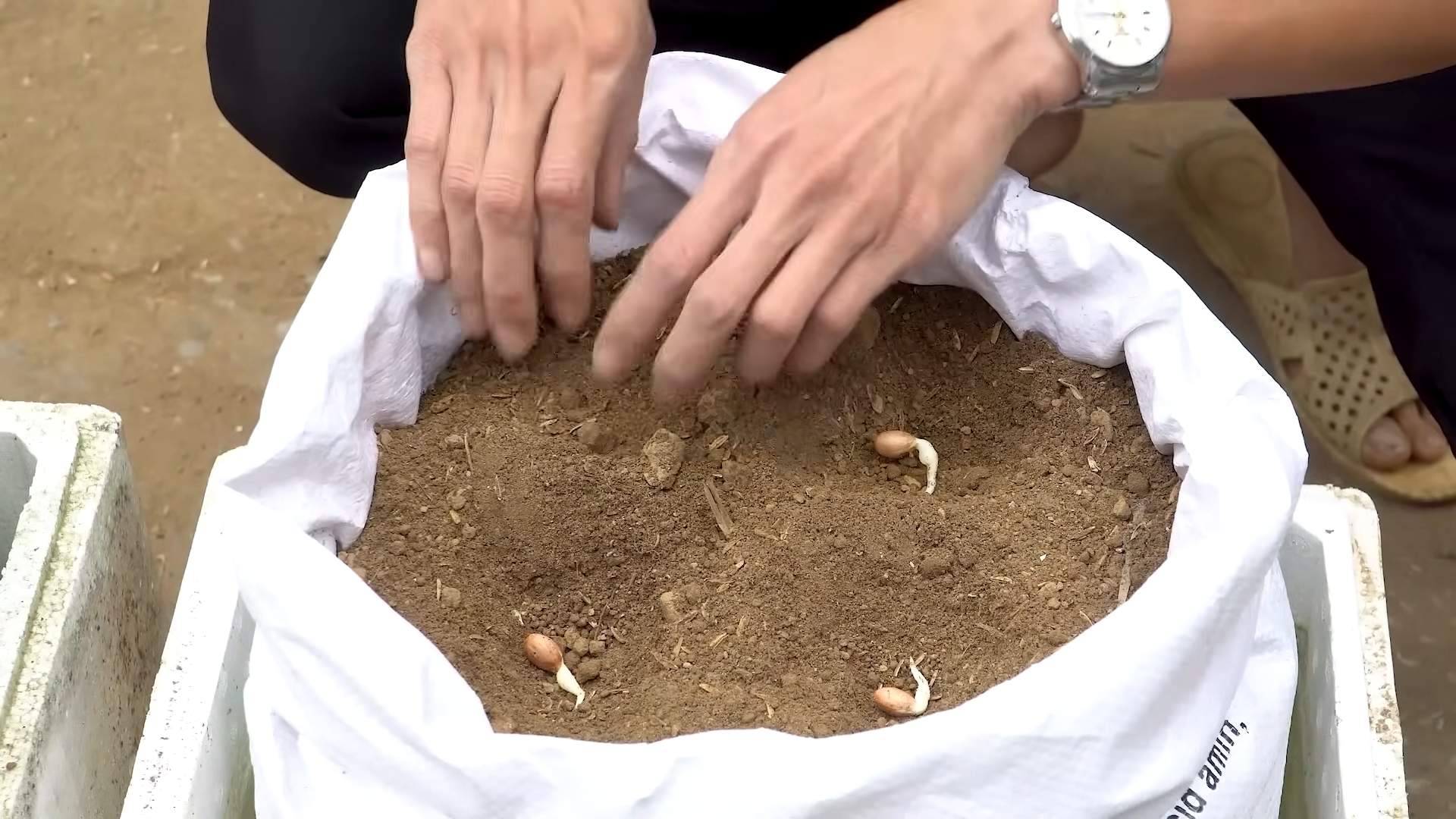Grow peanuts in a sack