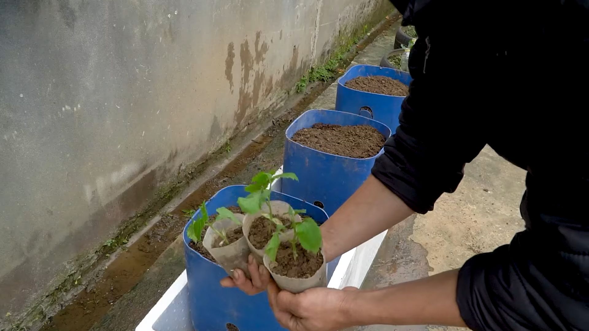 Grow Bitter Gourd at Home