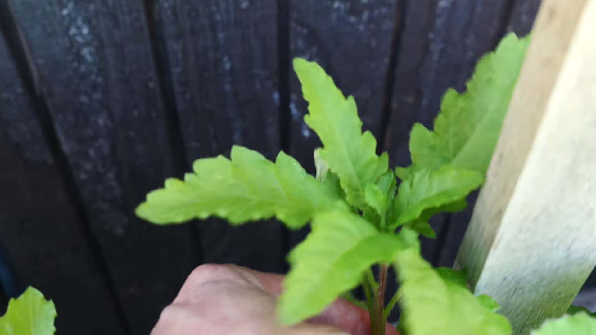 Grow Epazote Indoors