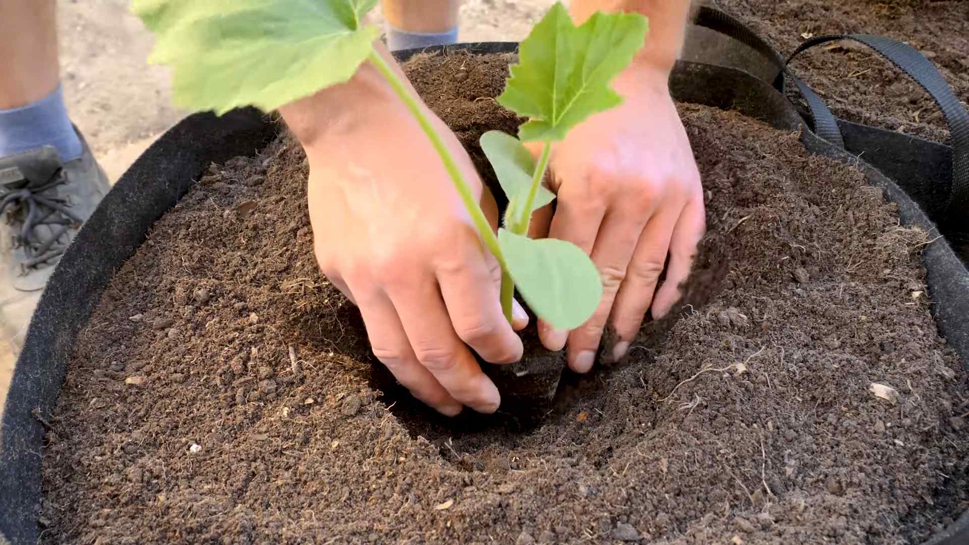 Container Squash Growing