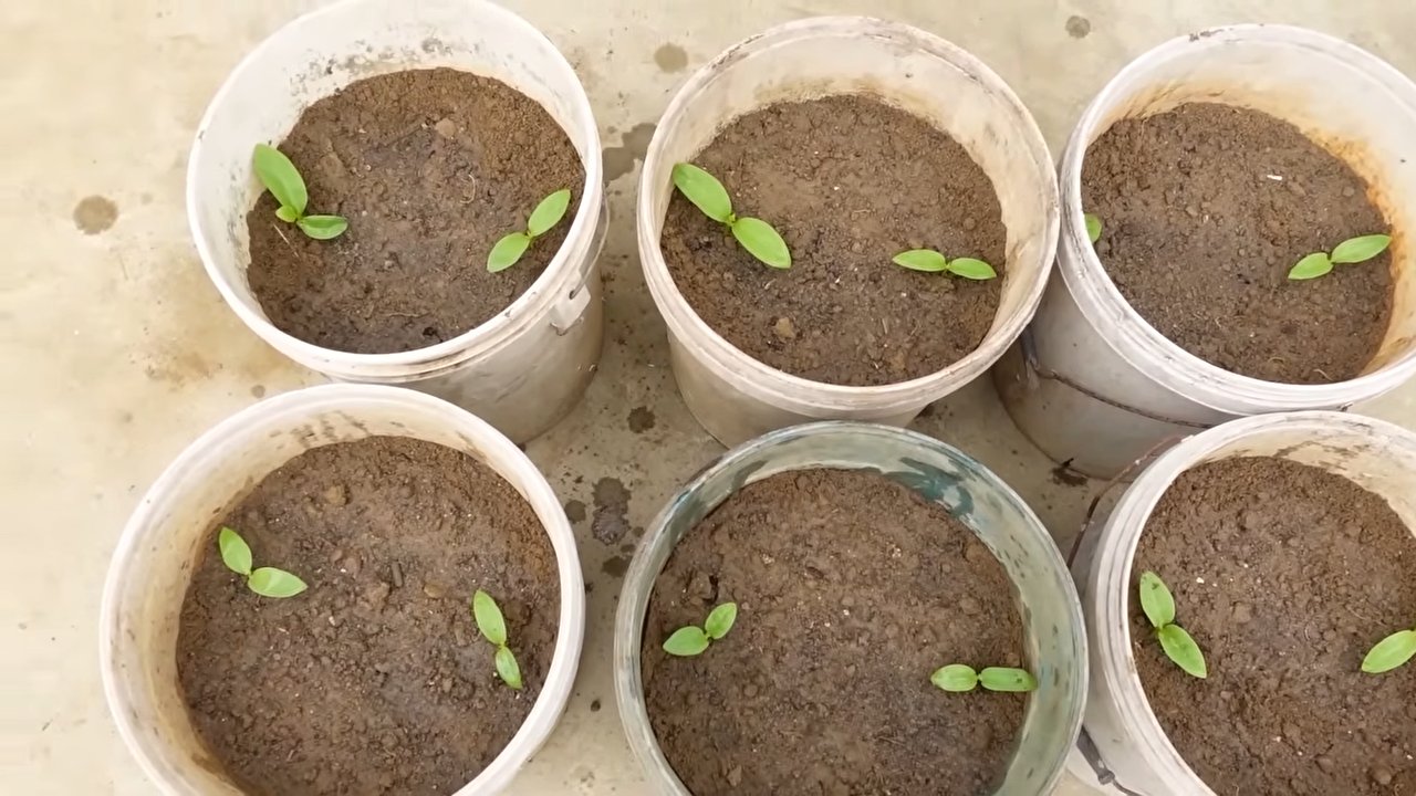 Vertical Gardening Easy Guide