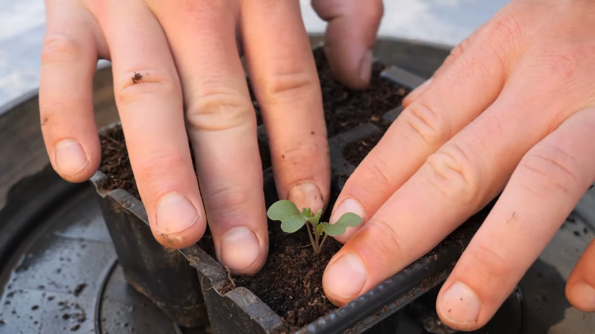 Grow Kale No Garden