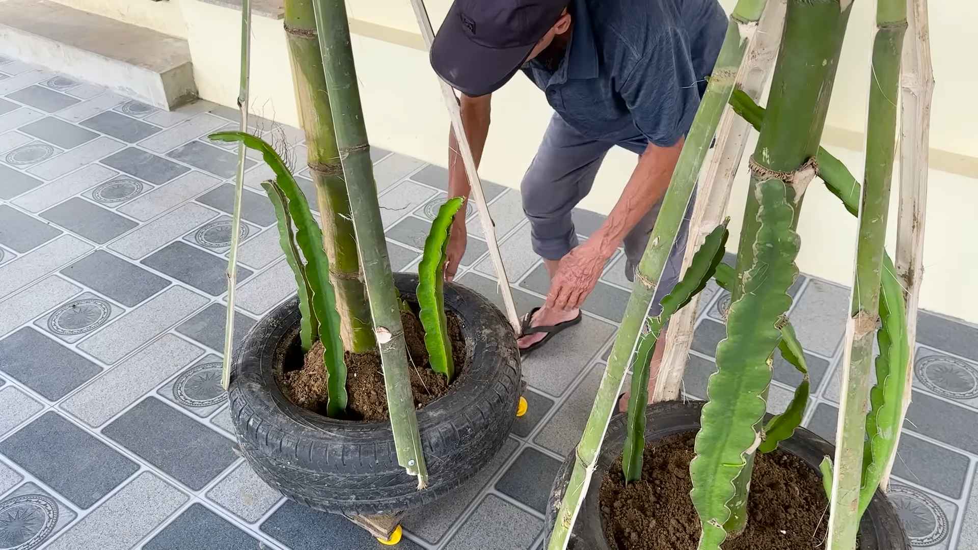 Grow Dragon Fruit Backyard