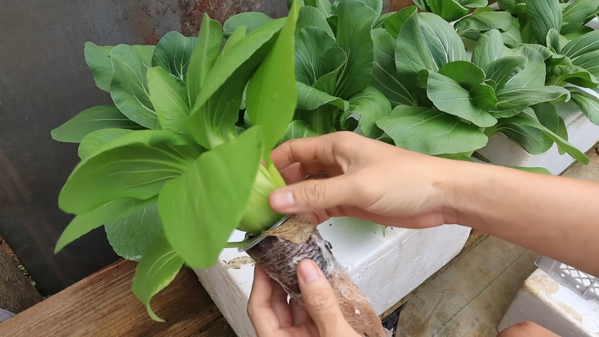 DIY Hydroponic Vegetable Garden