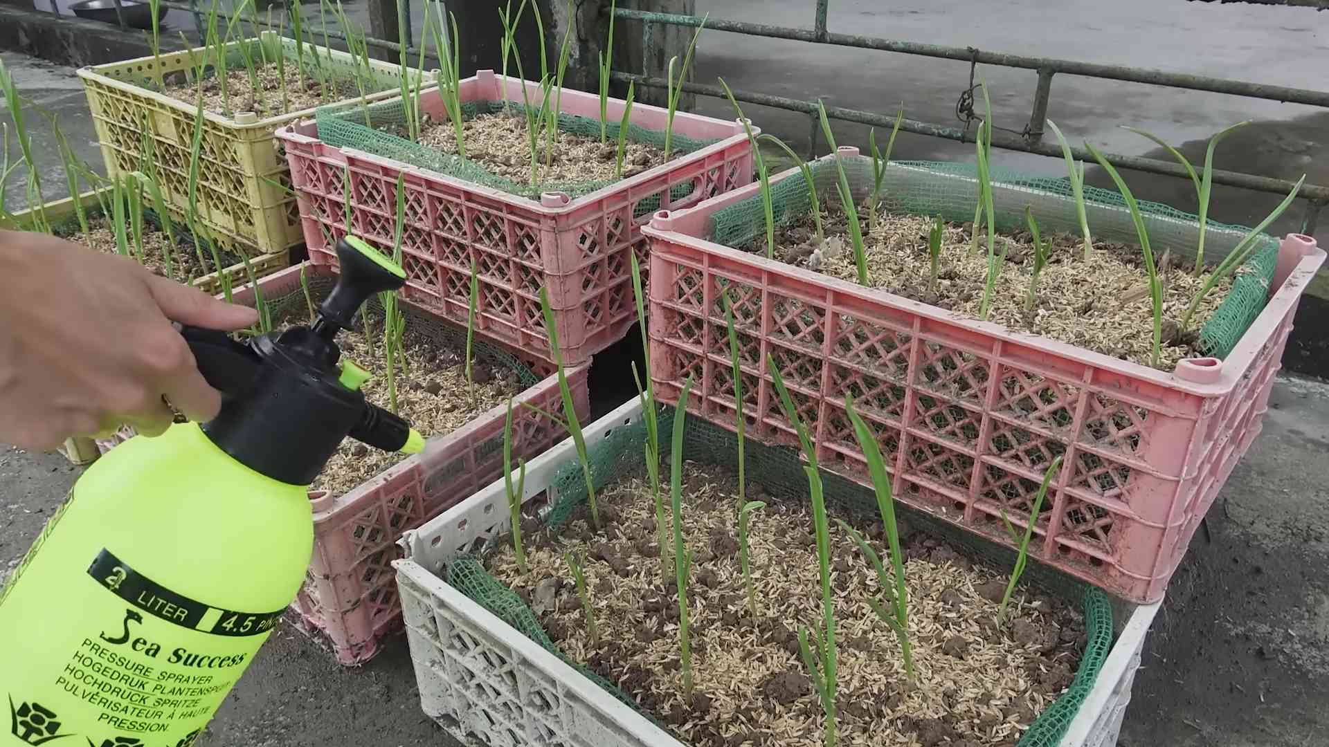 Water Only Garlic Bottle Growing