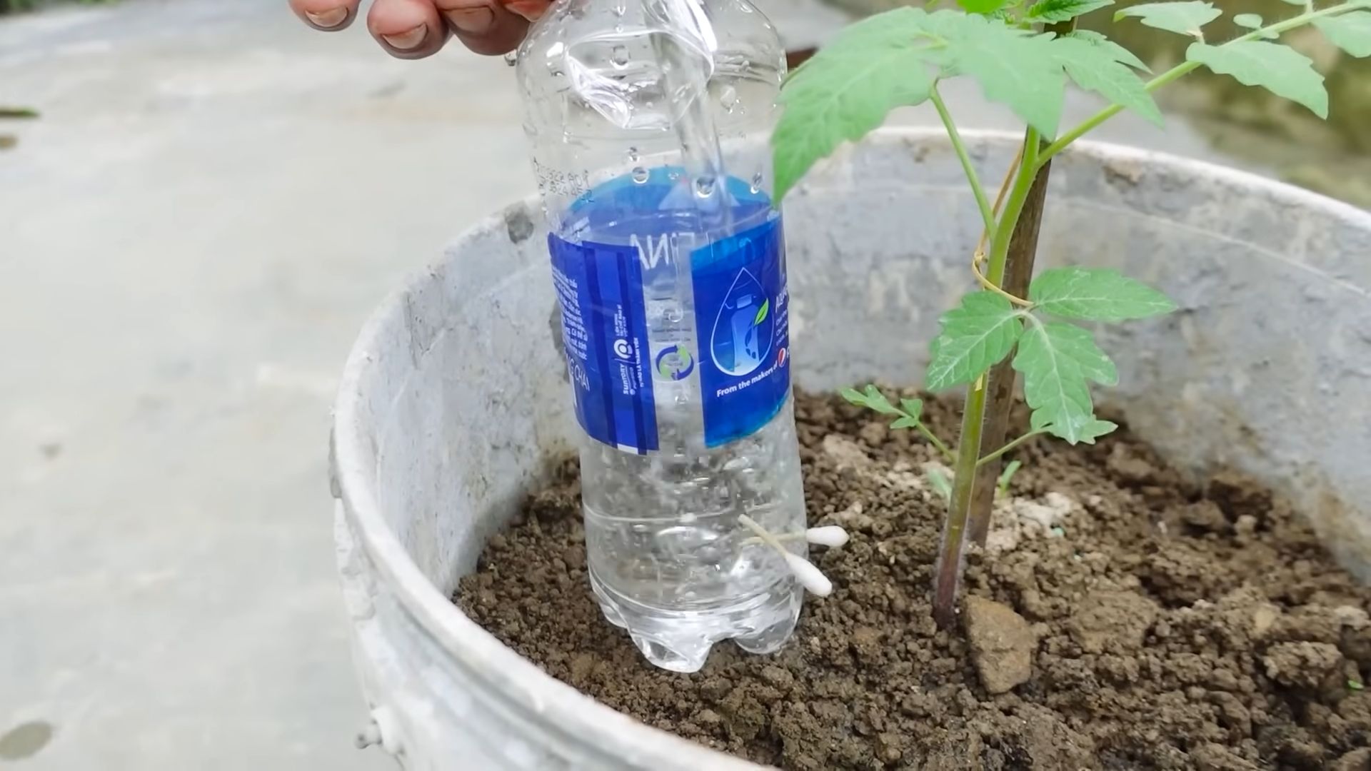 Growing Grape Tomatoes