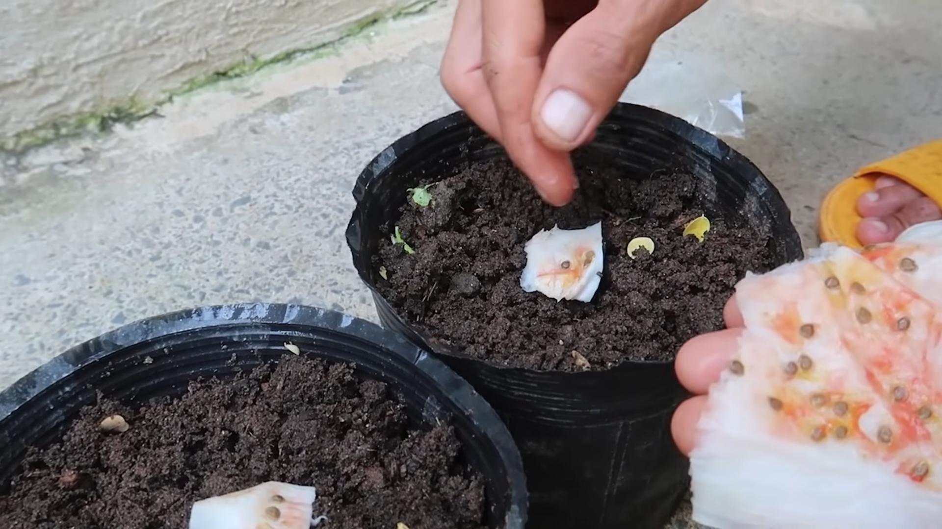 Growing tomatoes indoors