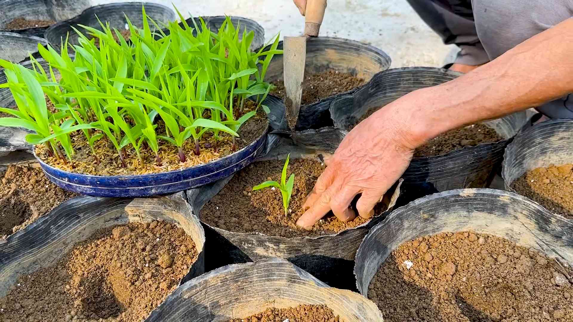 Rooftop Corn Planting Tips