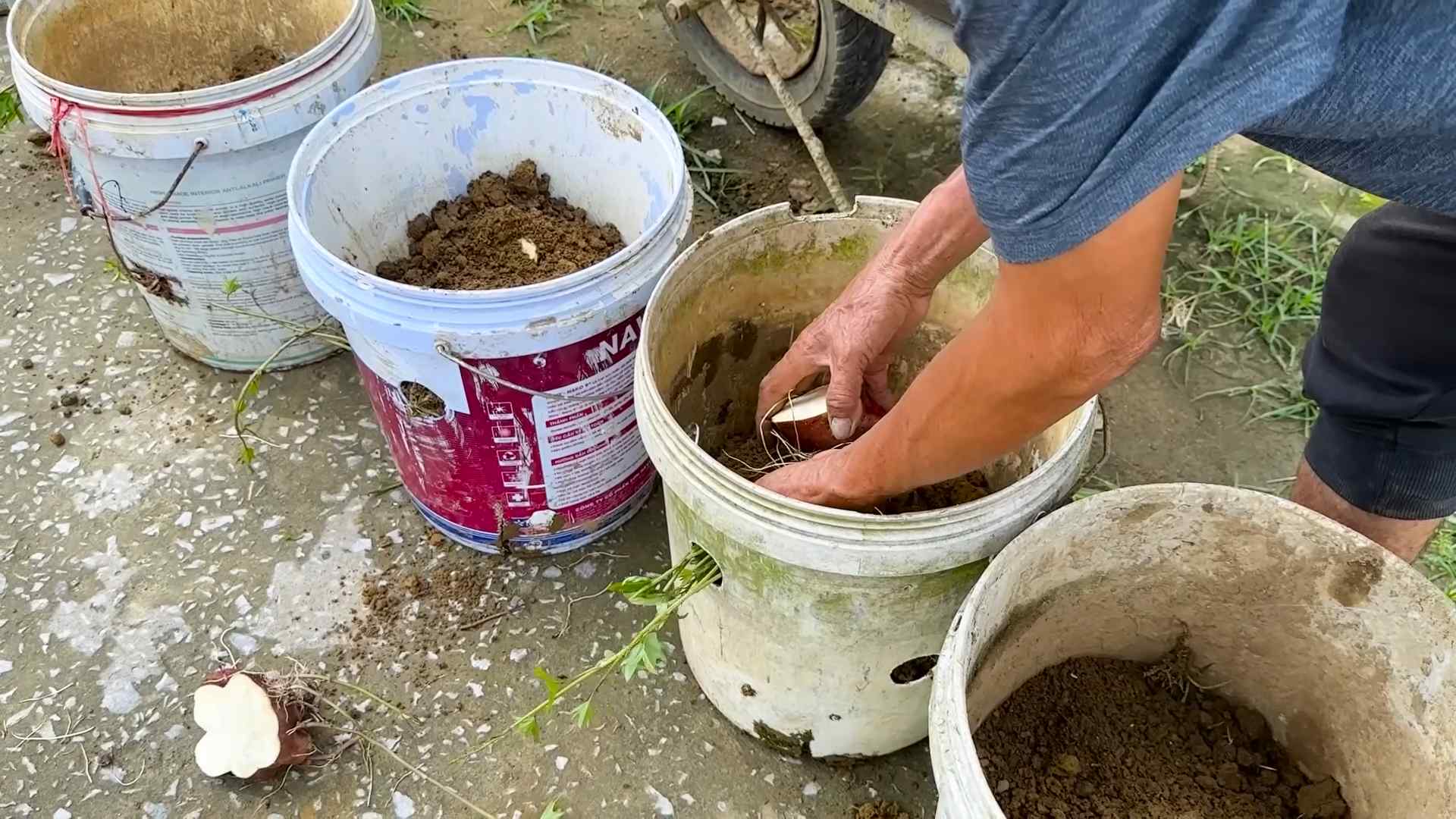 Growing Sweet Potatoes