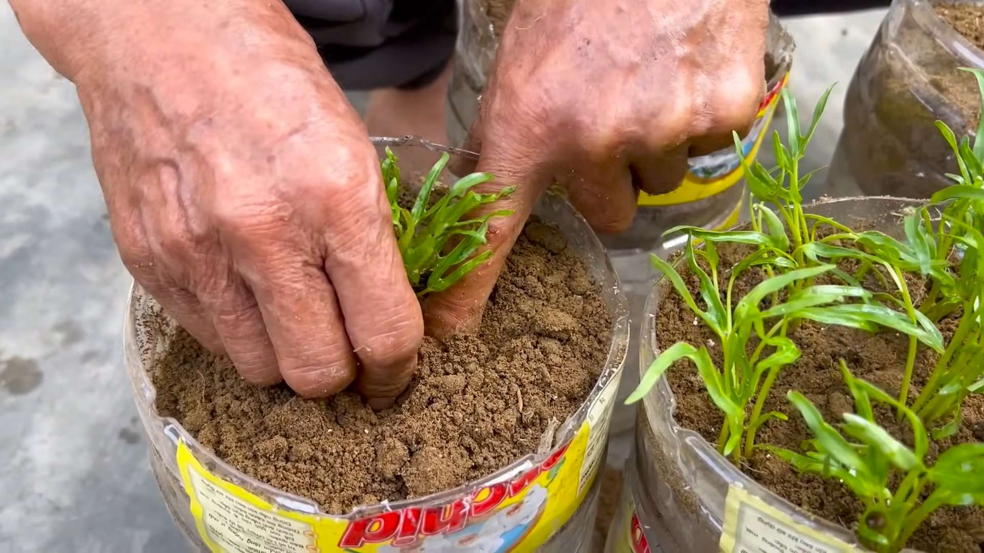 Growing Water Spinach Home
