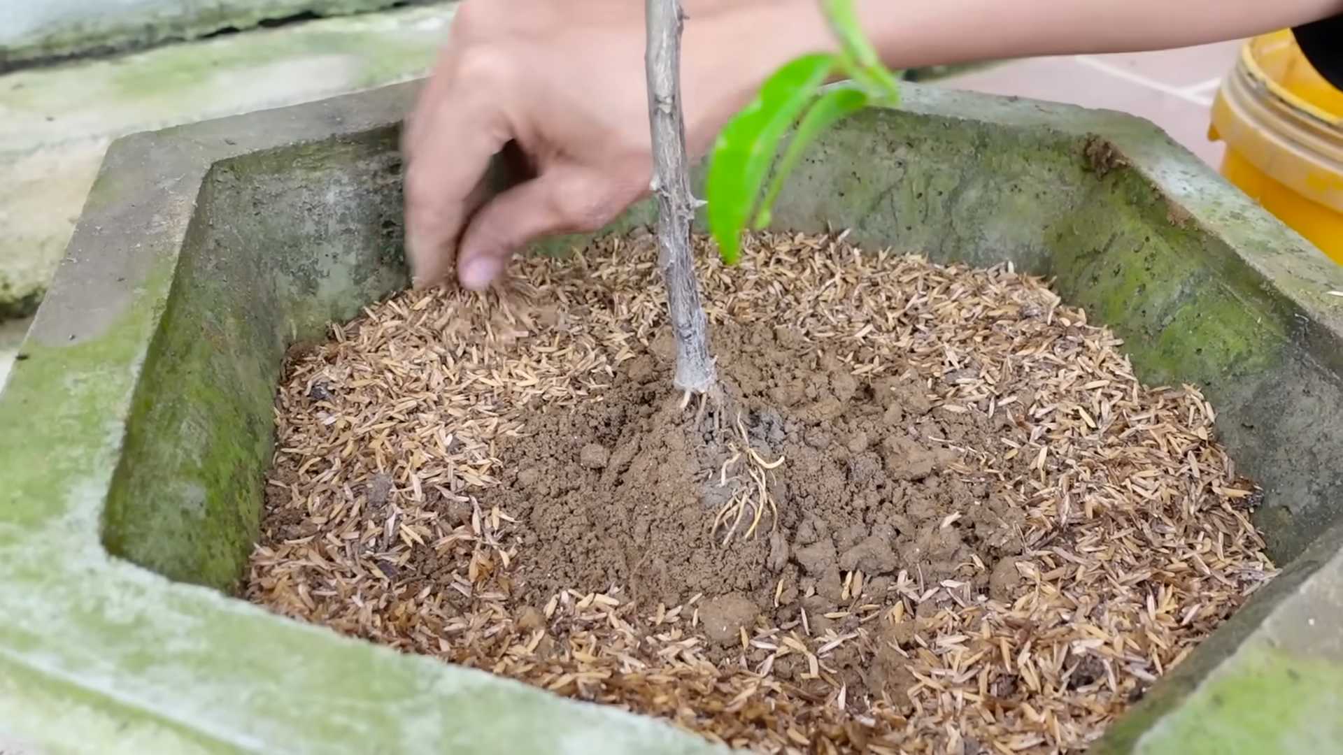 Kalamansi Container Gardening Indoors