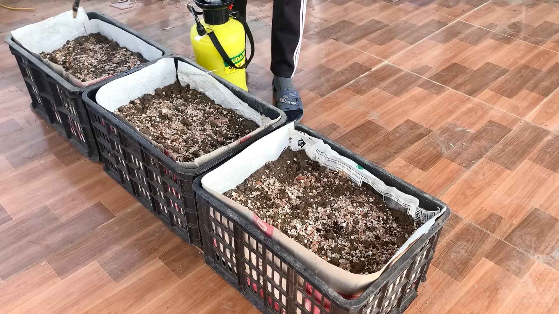 Growing Asparagus in Pots