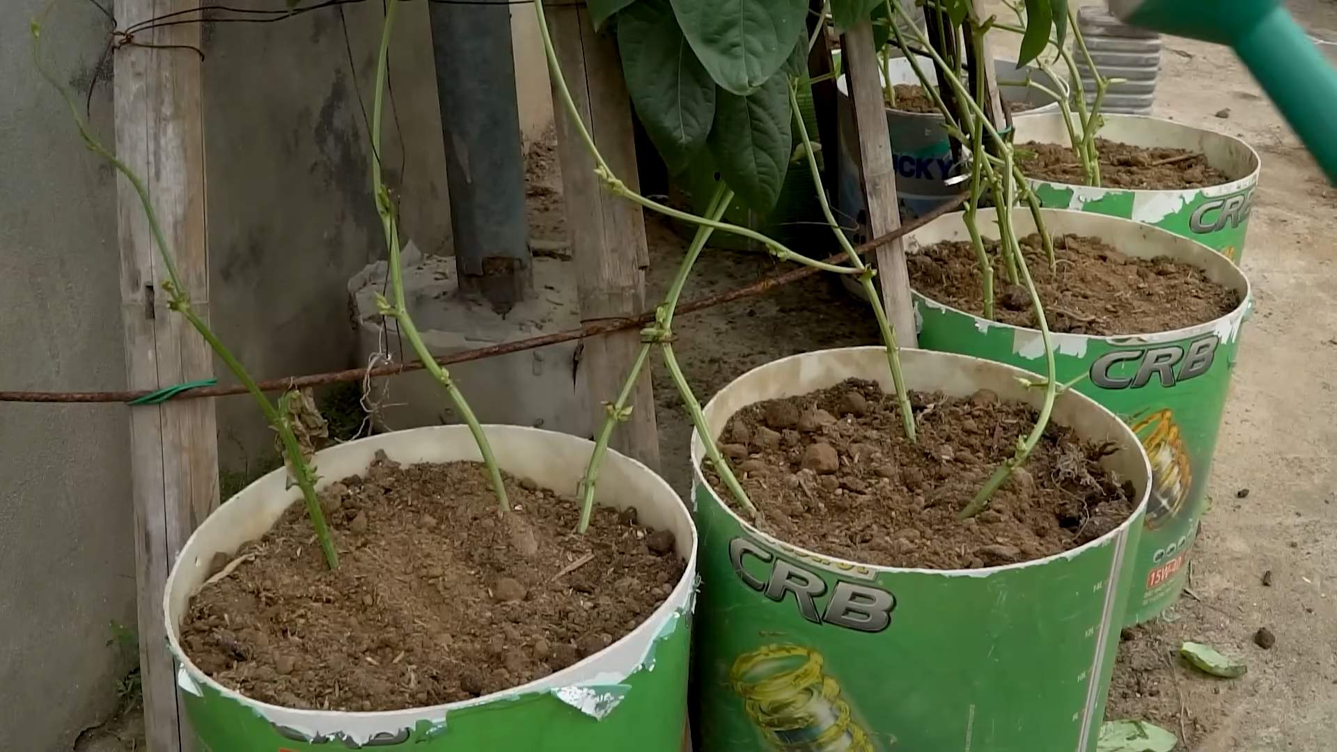 Lazy way to grow long beans