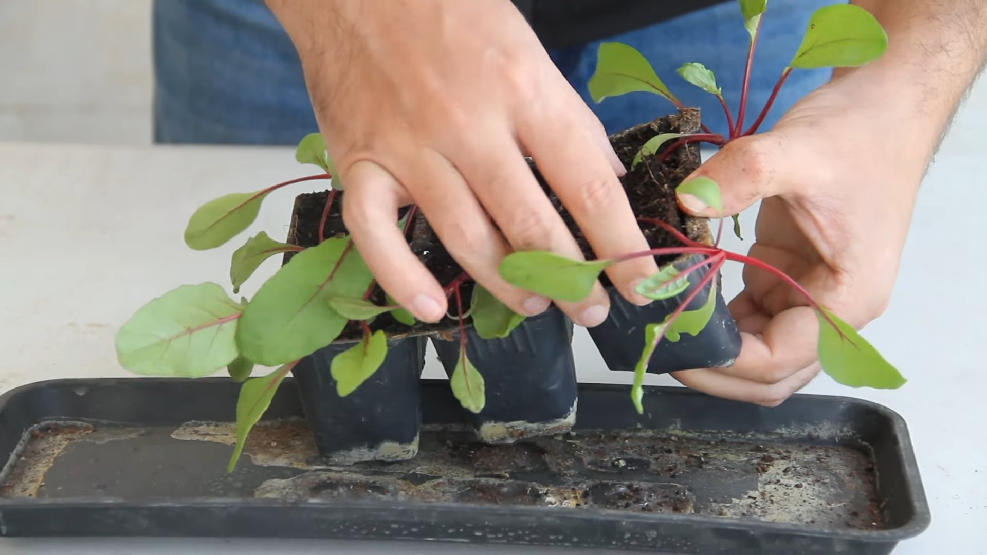 Grow Beets in Containers
