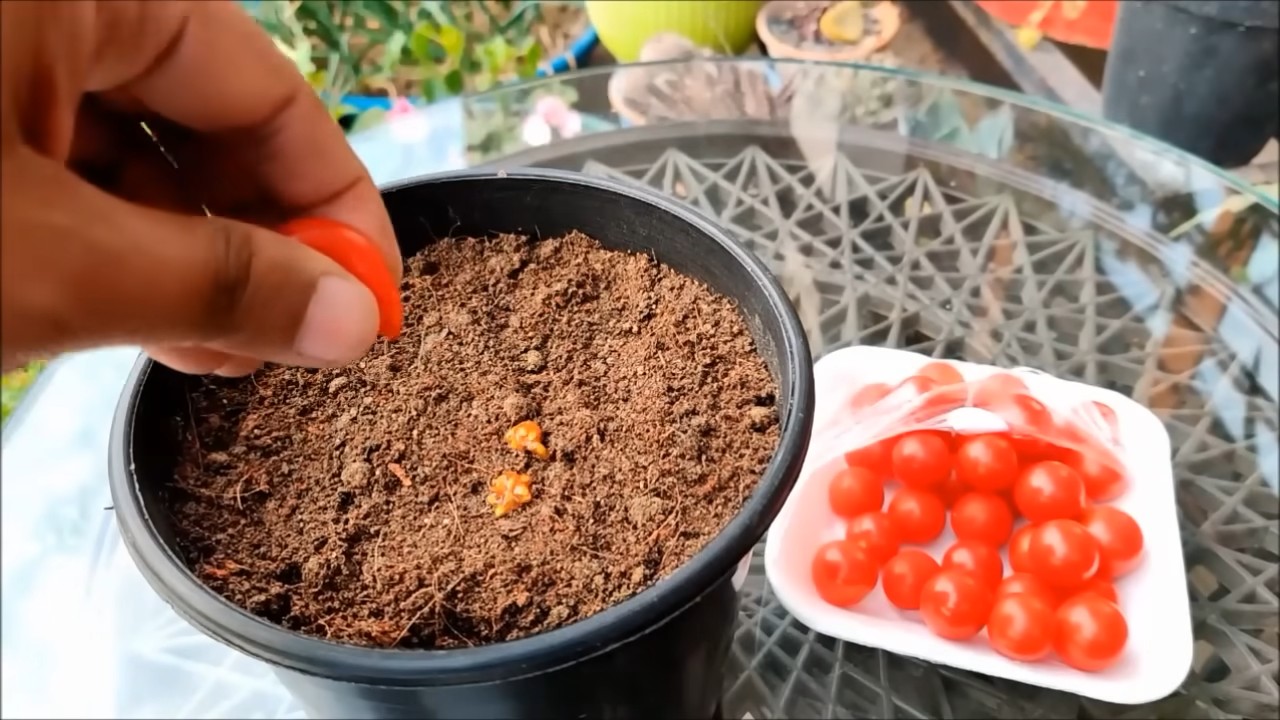 Growing Cherry Tomatoes