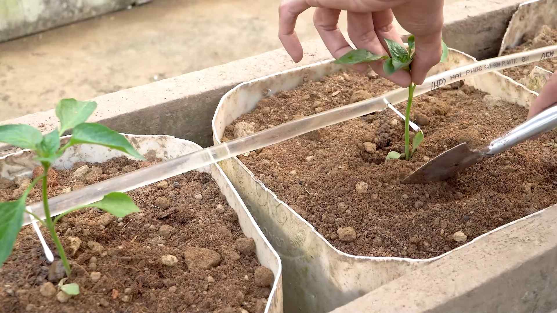 Grow Bell Peppers in Containers