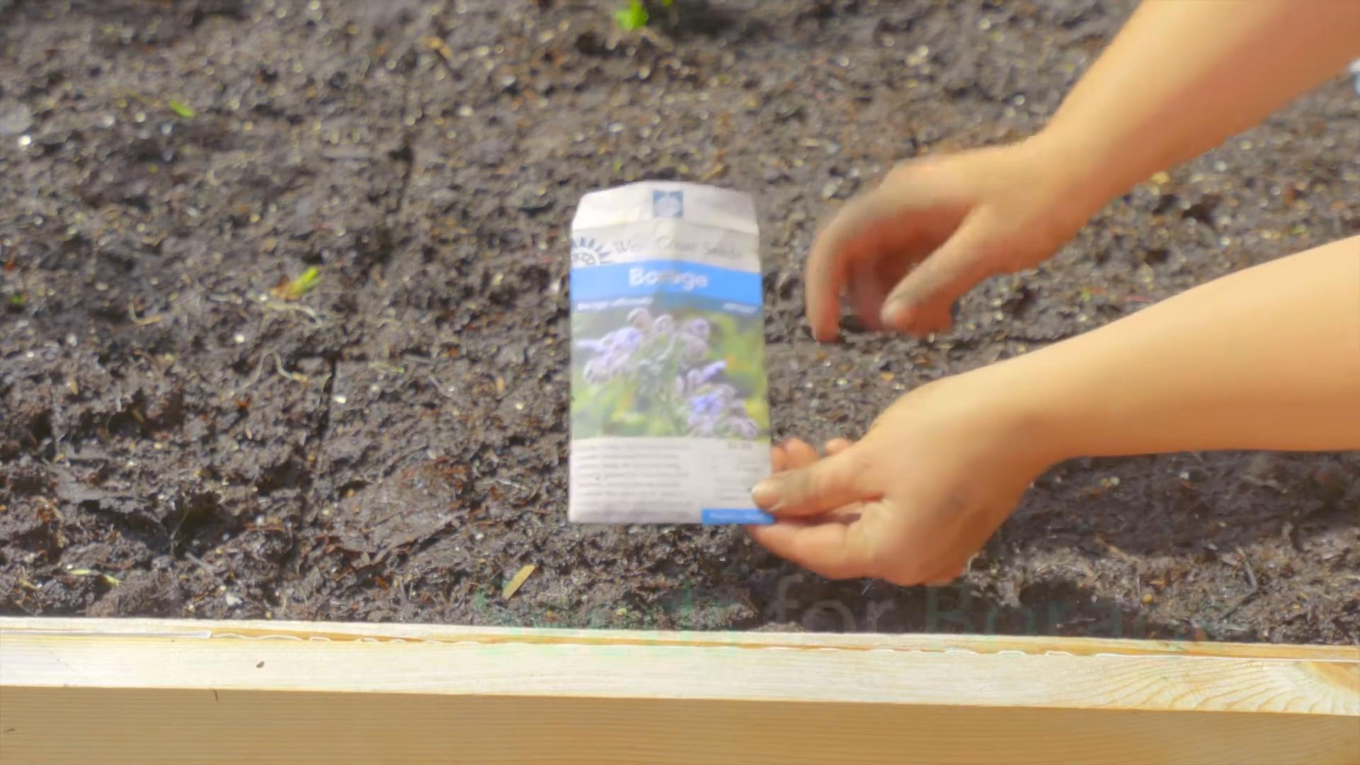 Growing Borage at Home
