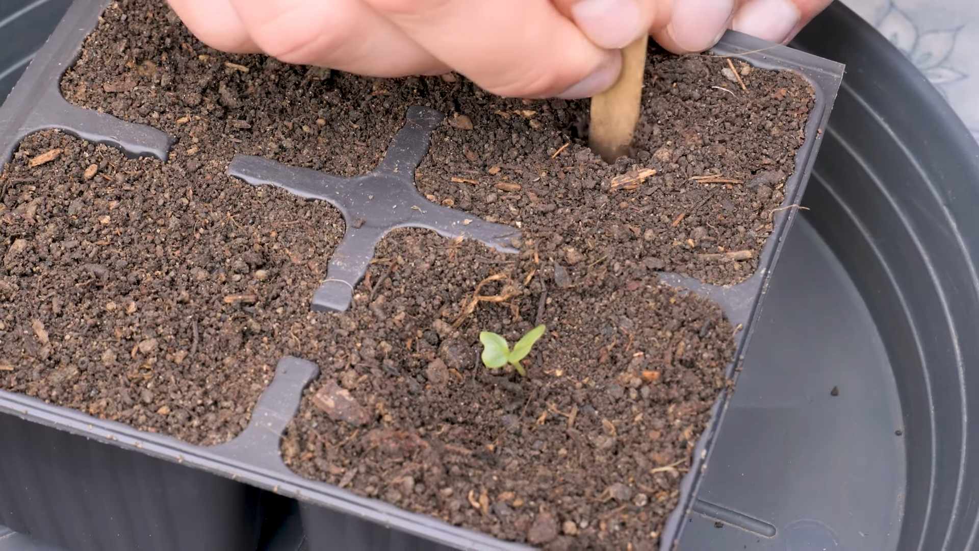 Grow Romanesco Cauliflower Seeds