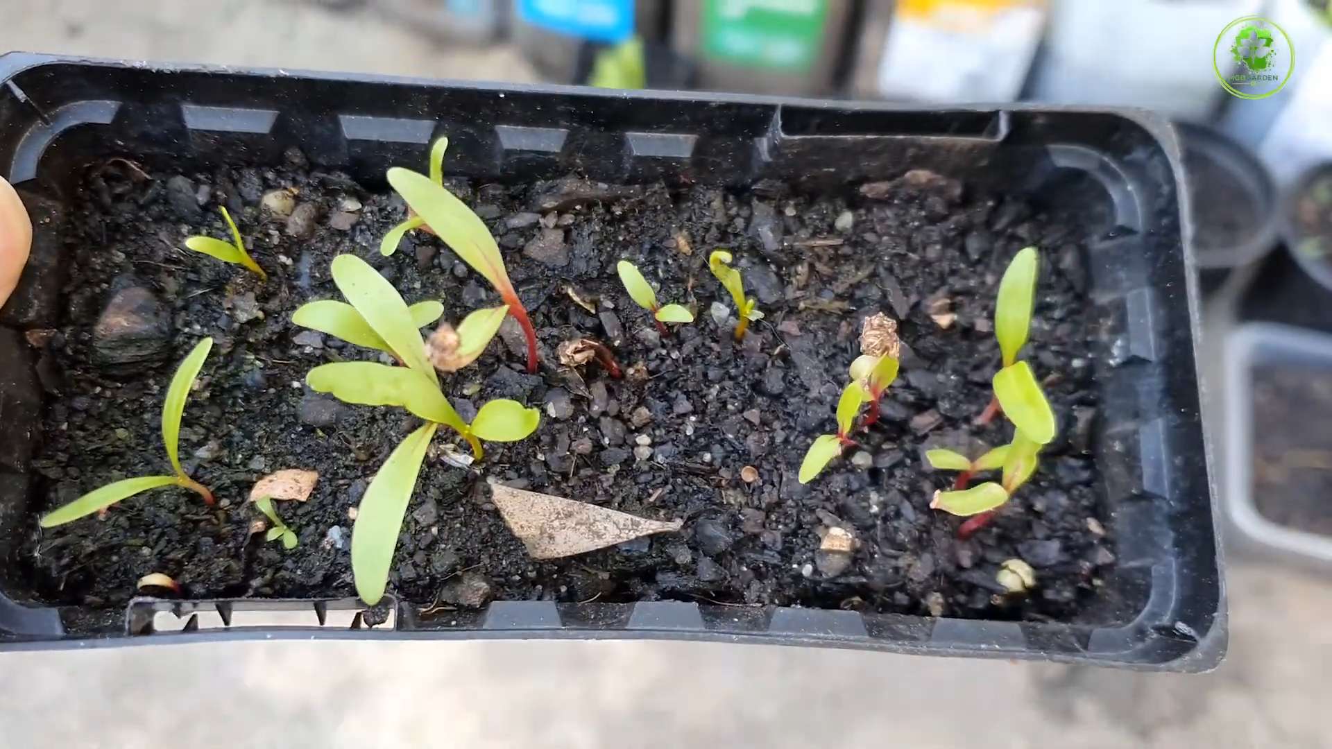 Grow Swiss Chard Indoors