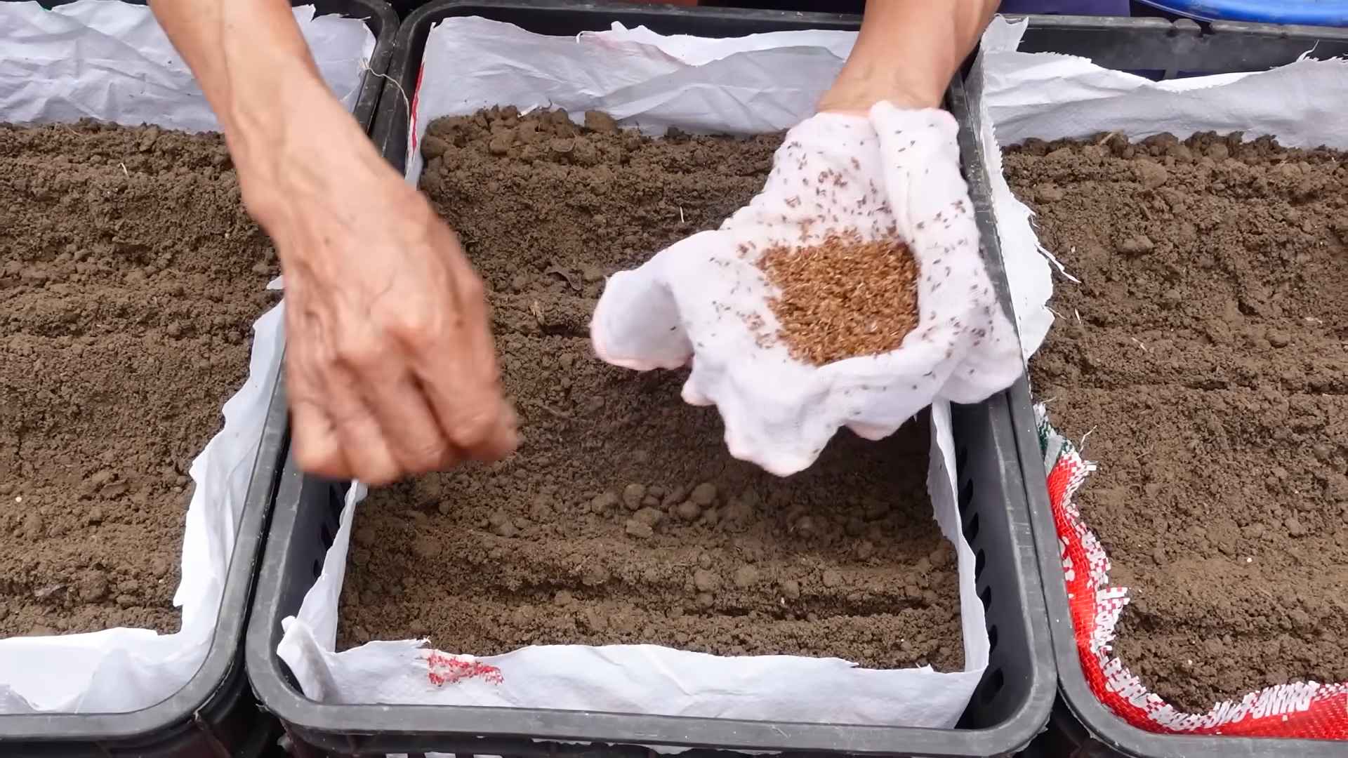 Grow Carrots at Home Easily
