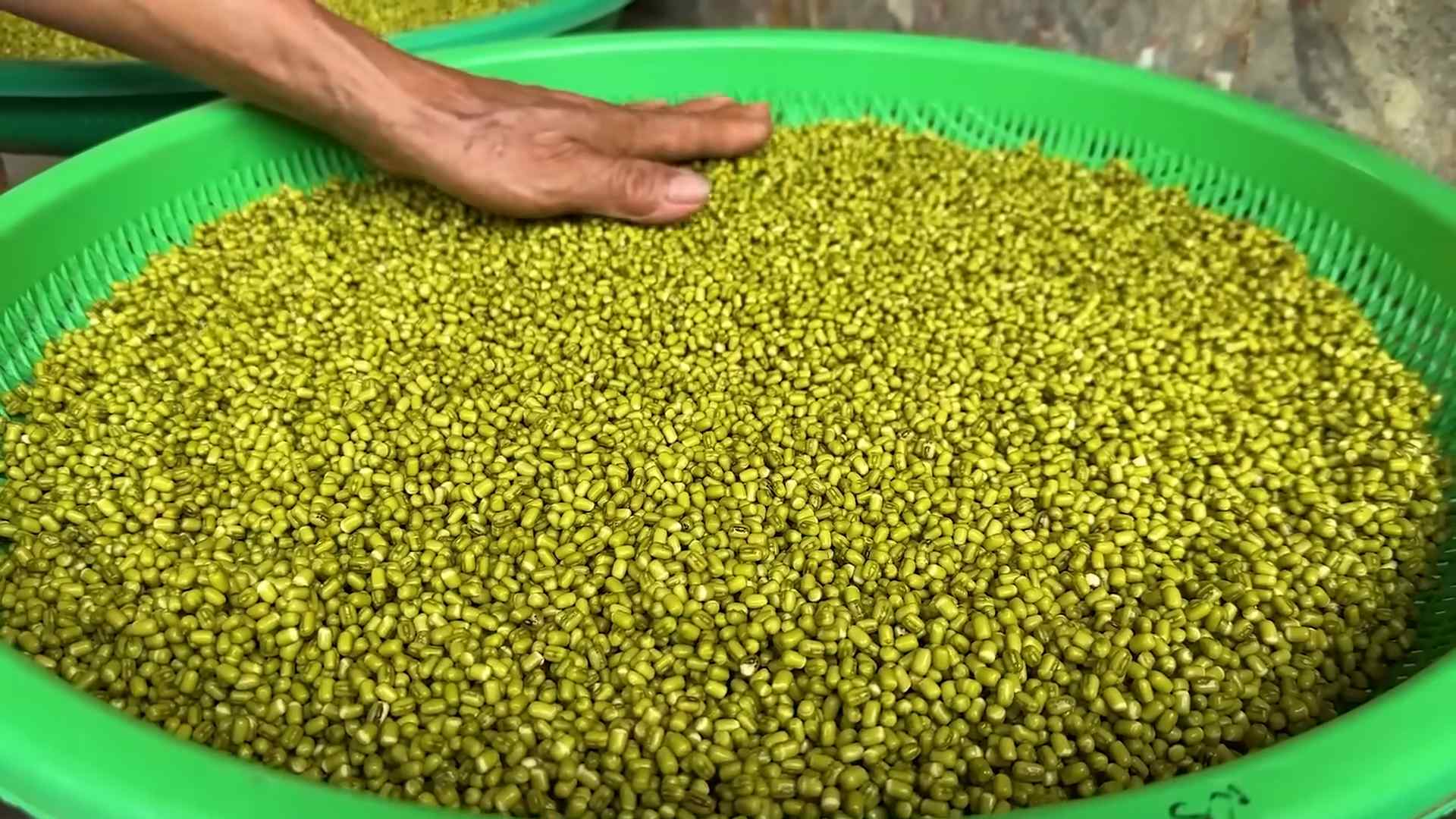 Bean Sprouts Container Gardening